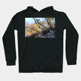 Blossoms by evening light Hoodie